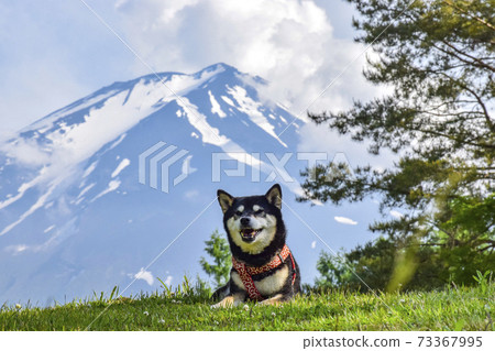 富士和黑曜石 73367995