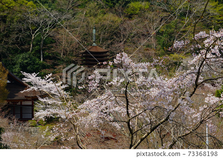 Setsuyama Shrine Sakura Nara Prefecture 73368198