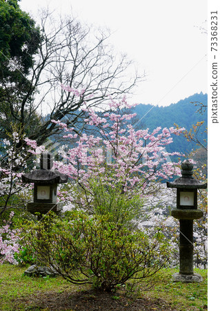 Setsuyama神社櫻花奈良縣 Setsuyama神社櫻花奈良縣 73368231