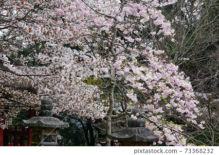 Setsuyama Shrine Sakura Nara Prefecture 73368232