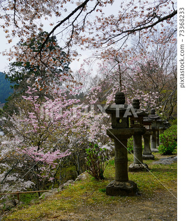 Setsuyama神社櫻花奈良縣 Setsuyama神社櫻花奈良縣 73368233