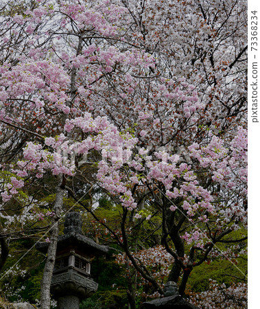 Setsuyama神社櫻花奈良縣 73368234