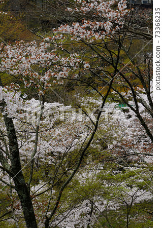 Setsuyama神社櫻花奈良縣 Setsuyama神社櫻花奈良縣 73368235