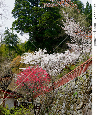 Setsuyama神社櫻花奈良縣 Setsuyama神社櫻花奈良縣 73368236