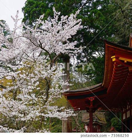 Setsuyama神社櫻花奈良縣 73368250