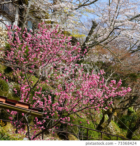 Hase-ji Temple櫻花奈良縣 Hase-ji Temple櫻花奈良縣 73368424