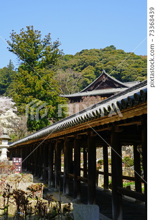 Hase-ji Temple cherry blossoms Nara Prefecture 73368439