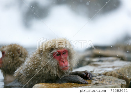 Nagano Prefecture Jigokudani Yaen-Koen Hot Spring Monkey Nagano Prefecture Jigokudani Yaen-Koen Hot Spring Monkey 73368651