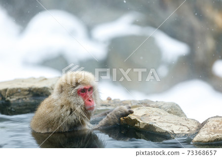 長野縣地獄谷野生猴子公園溫泉猴子 長野縣地獄谷野生猴子公園溫泉猴子 73368657