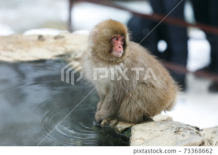 Nagano Prefecture Jigokudani Yaen-Koen Hot Spring Monkey Nagano Prefecture Jigokudani Yaen-Koen Hot Spring Monkey 73368662