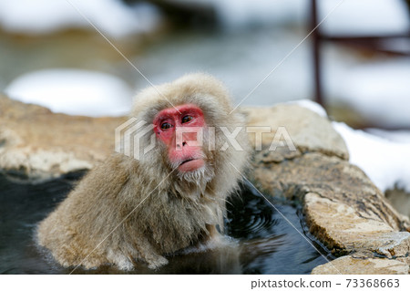 長野縣地獄谷野生猴子公園溫泉猴子 73368663