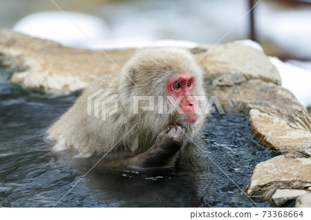 Nagano Prefecture Jigokudani Yaen-Koen Hot Spring Monkey 73368664
