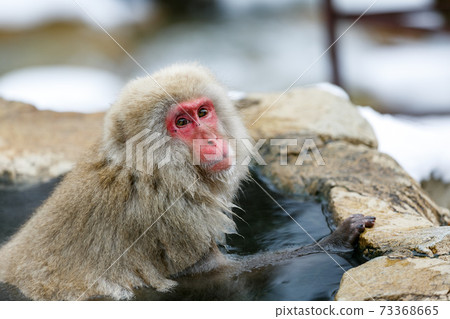 Nagano Prefecture Jigokudani Yaen-Koen Hot Spring Monkey 73368665