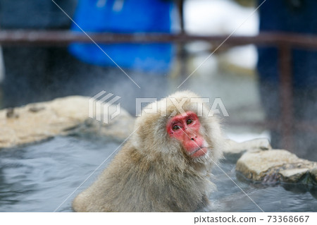 Nagano Prefecture Jigokudani Yaen-Koen Hot Spring Monkey Nagano Prefecture Jigokudani Yaen-Koen Hot Spring Monkey 73368667