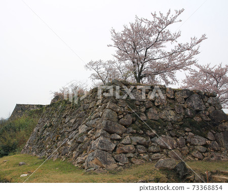 武田城櫻花兵庫縣 73368854