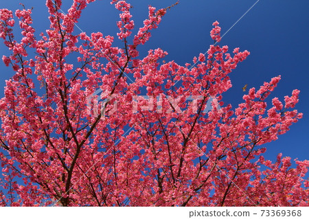 西伊豆多喜：多喜櫻花和盛開的藍天 73369368