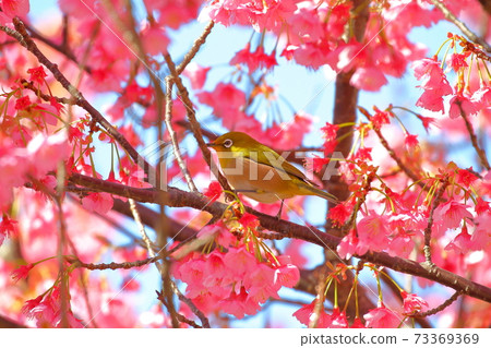 Nishiizu Dohi Dohi Sakura and Mejiro 73369369