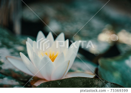 White water lily among green foliage close-up. White water lily among green foliage close-up. 73369399