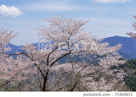 會津Pass口山櫻花三重旅遊勝地大關伊勢旅遊勝地櫻花和新鮮的綠色 73369651