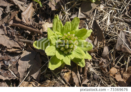 Fuquinot toe of early spring 73369676