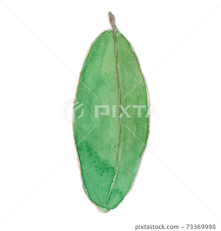 Daphniphyllum macropodum 73369998