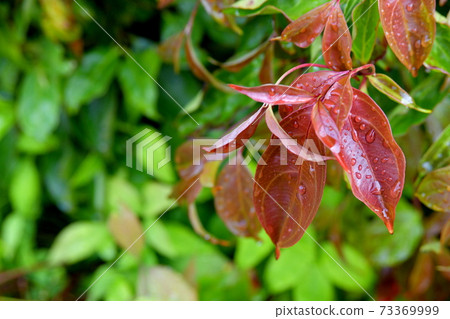 Otafukunanten getting wet in the rain 73369999