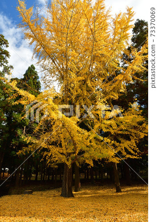 奈良公園黃色地毯 73370069