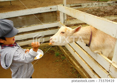 A child feeding a goat 73370419