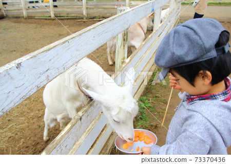 A child feeding a goat 73370436
