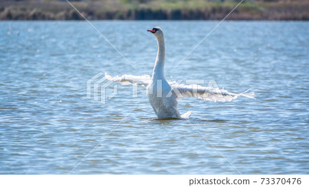 Graceful white Swan swimming in the lake and flaps its wings on the water. Graceful white Swan swimming in the lake and flaps its wings on the water. 73370476