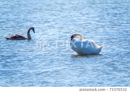 A white mute swan with orange and black beak and young brown coloured offspring with pink beak swimming in a lake with blue water on a sunny day. A white mute swan with orange and black beak and young brown coloured offspring with pink beak swimming in a lake with blue water on a sunny day. 73370532