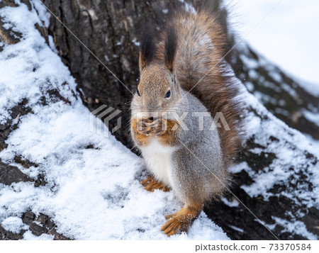 The squirrel sits on white snow with nut in winter. 73370584
