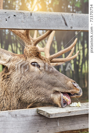 Noble deer on a reindeer farm. Deer feeding 73370754