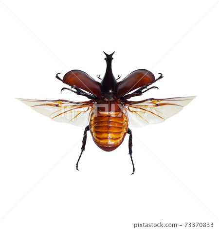 Rhinoceros beetle Rhinoceros beetle 73370833