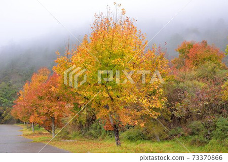 楓香(Liquidambar formosana Hance) 73370866