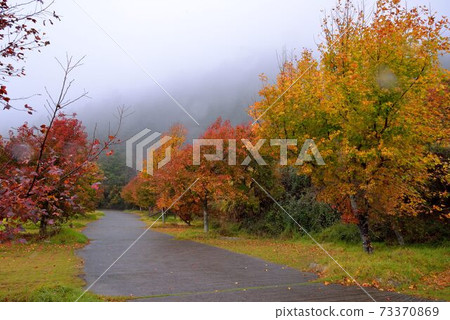 楓香(Liquidambar formosana Hance) 楓香(Liquidambar formosana Hance) 73370869