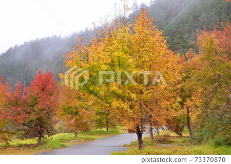 楓香(Liquidambar formosana Hance) 73370870