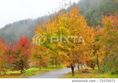 楓香(Liquidambar formosana Hance) 73370871