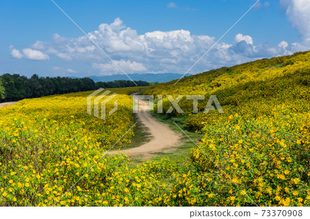 sunflower field 73370908