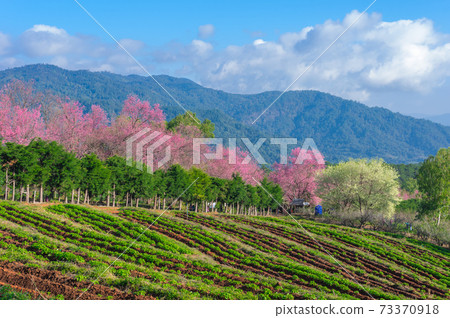 cherry blossoms in full bloom cherry blossoms in full bloom 73370918