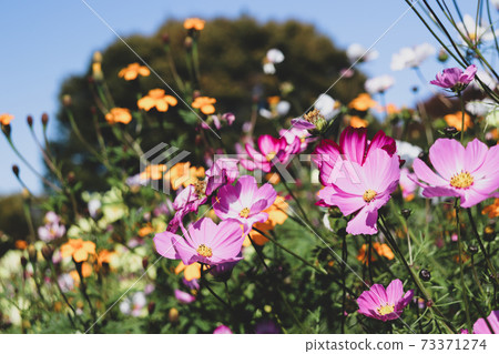 Autumn flower field Cosmos Autumn cherry blossoms Calm dark 73371274