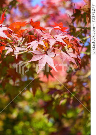 Autumn scenery in Japan Maple autumn leaves Red Japanese style 73371277