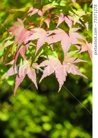 Autumn Japanese landscape Brilliant blue maple autumn leaves cool 73371278