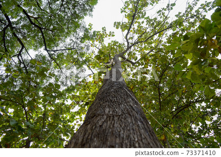 Low angle shot of a big tree with many branches. Low angle shot of a big tree with many branches. 73371410