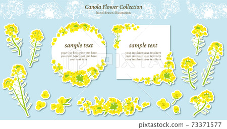 油菜插圖素材集 油菜插圖素材集 73371577
