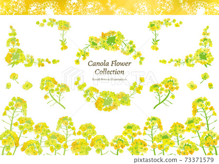 Watercolor style rape blossom illustration material set 73371579