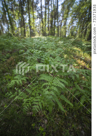 fern grows in the forest. 73371938
