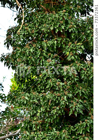 Ivy entwined with a big tree Ivy entwined with a big tree 73372361