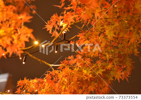 Autumn leaves at night illuminated 73373554