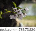 Cherry blossoms beginning to bloom ① 73373820